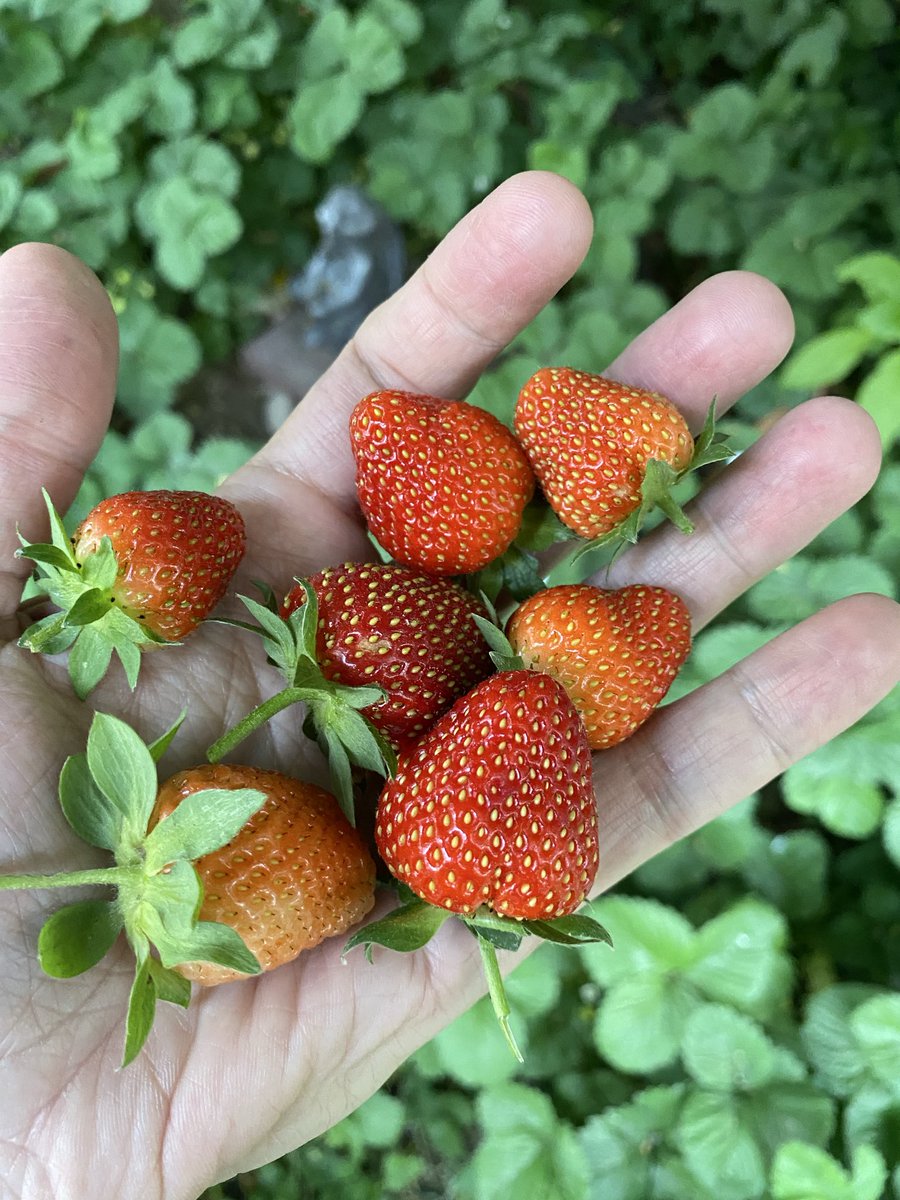 couturerob's tweet photo. Strawberries ripening by the handful each day now, and probably another month for the blueberries. #gardening https://t.co/0rClG5OqE1