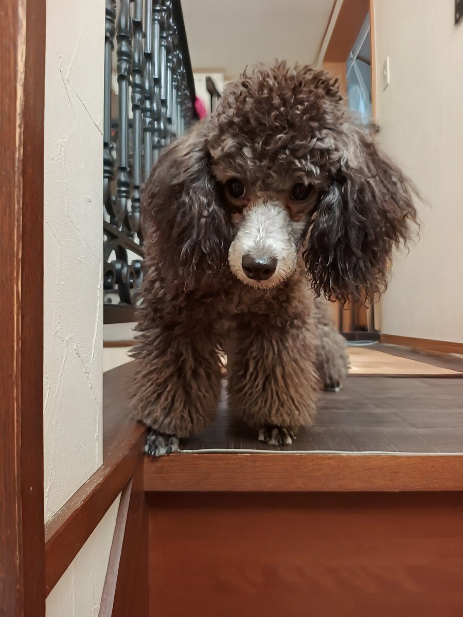 chosancoast's tweet photo. ぢゃ
いってくるよー
お見送りアンジーだけかよぉw
ガム貰ったら用済みなのねおっきい組ww https://t.co/lBC5hkAgew