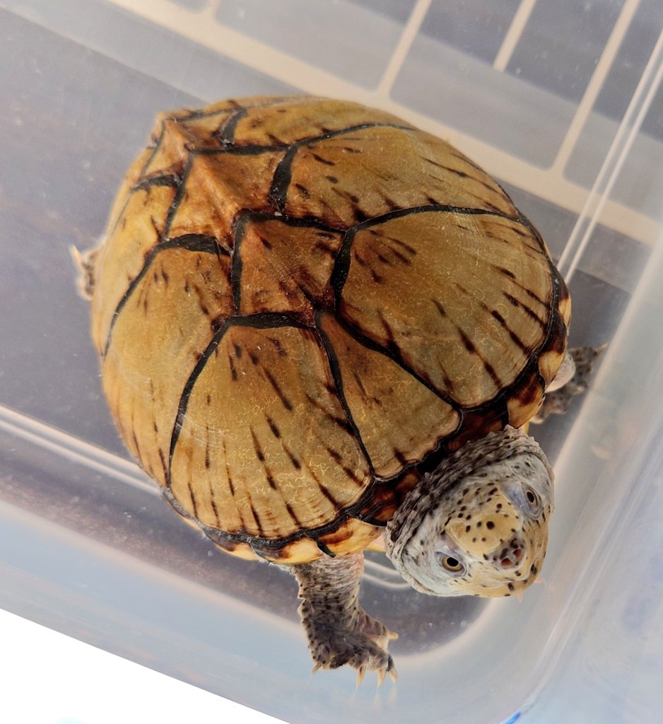 renSlowLife's tweet photo. ✨おはようございます✨
🍀良い１日を〜〜🍀🐢
#ヒメニオイ https://t.co/lQ0klAmkzb