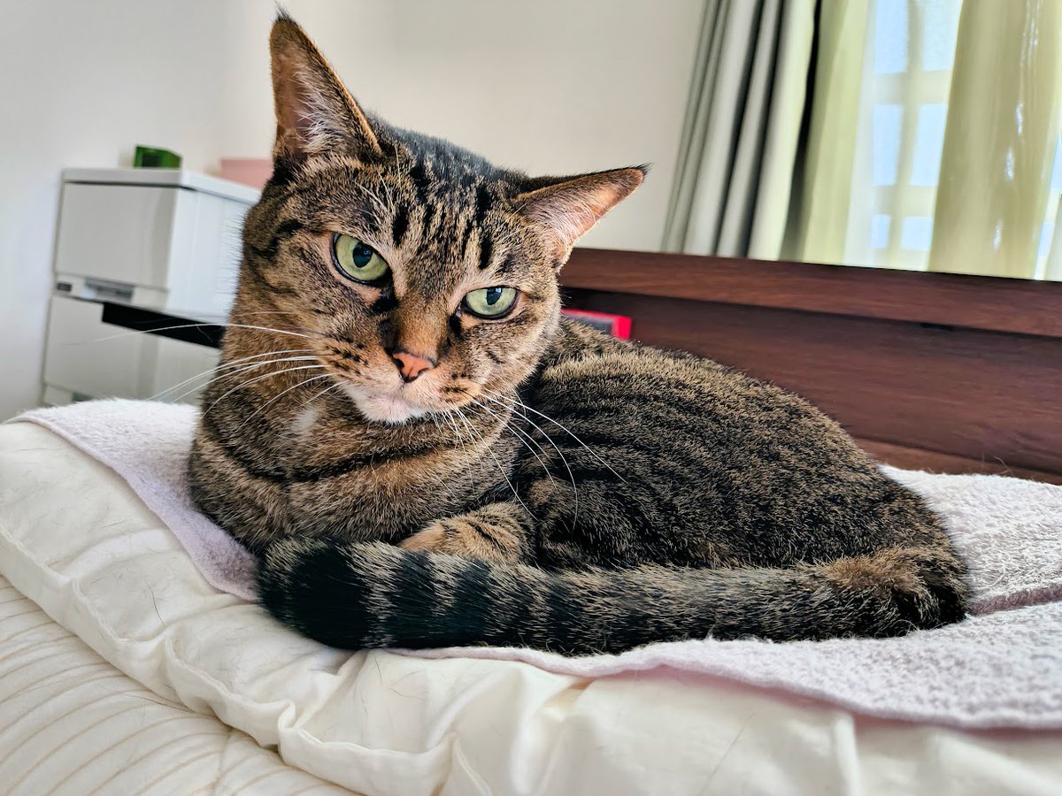 tanablog1's tweet photo. おはようございますにゃ☁️
仕事行っちゃうのかニャ😿💤 https://t.co/ePfdTD8ow0