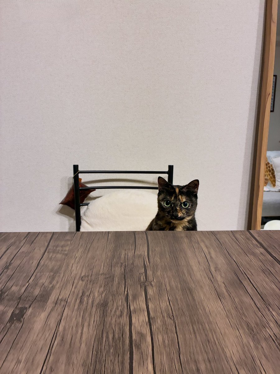 mi_84cat's tweet photo. https://t.co/XO5S1bepVf