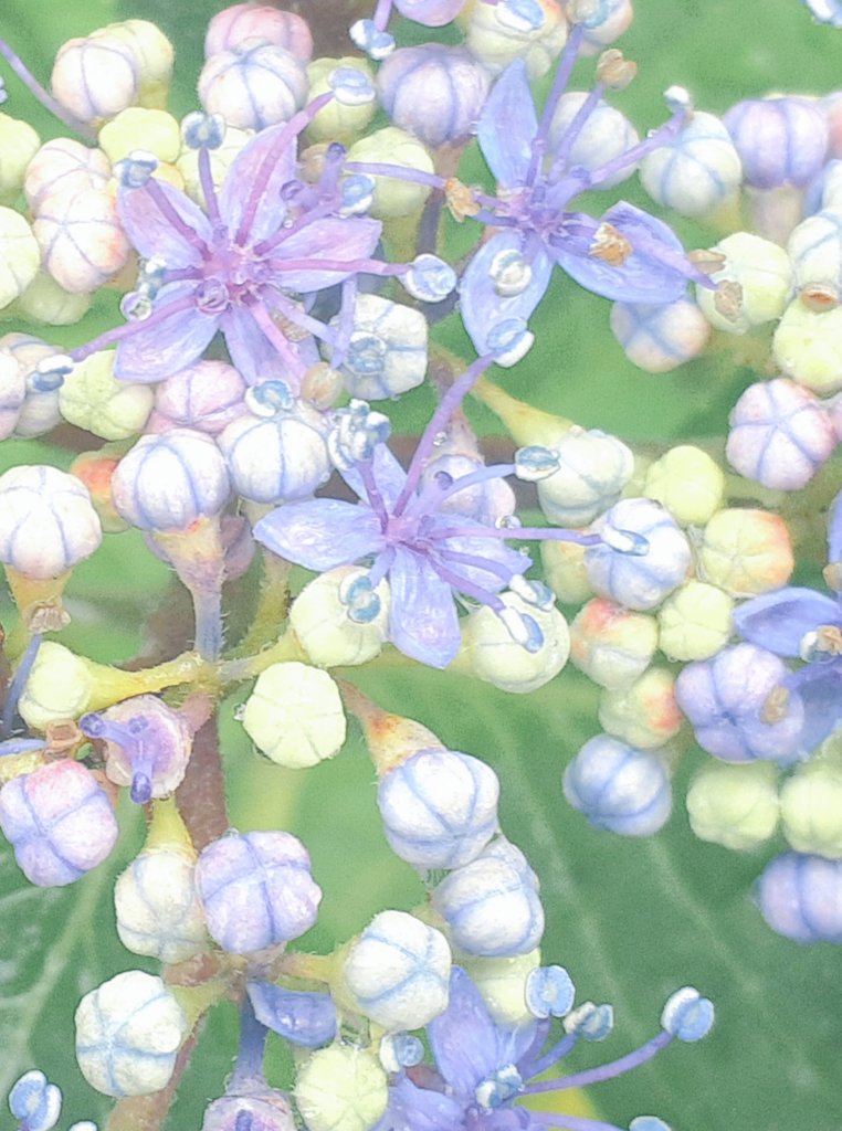 faflpou's tweet photo. 紫陽花日和💠🌿 https://t.co/rPj0dZovsd