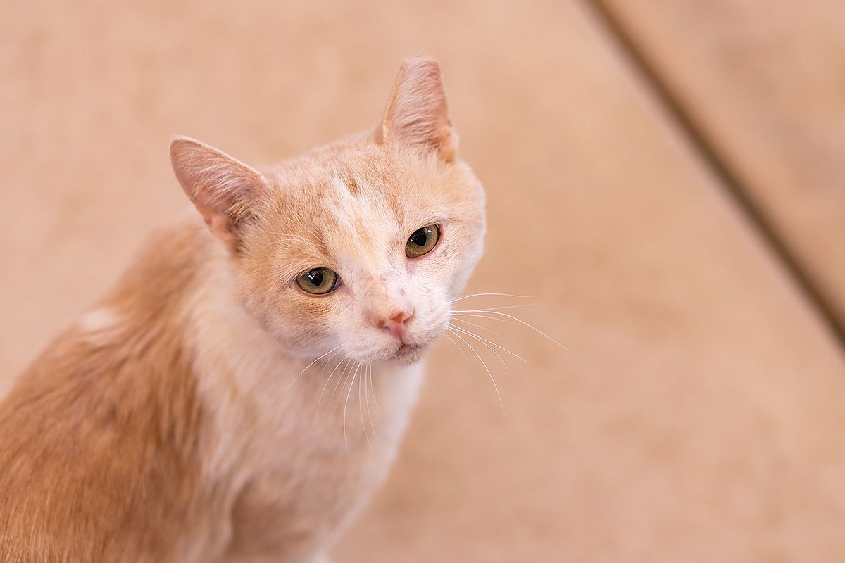 WishesRescue's tweet photo. THEO's roommate Shawnee got adopted and he's sad!! Theo  is a sweet 2yo FIV+ boy who loves people &amp; gets along great with other cats. FIV cats live long happy lives. Do not overlook this cute guy! Fixed, vax'd, wormed &amp; chipped. #Tucson #AdoptDontShop https://t.co/OiRYICxl8C