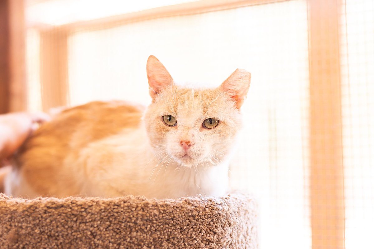 WishesRescue's tweet photo. THEO's roommate Shawnee got adopted and he's sad!! Theo  is a sweet 2yo FIV+ boy who loves people &amp; gets along great with other cats. FIV cats live long happy lives. Do not overlook this cute guy! Fixed, vax'd, wormed &amp; chipped. #Tucson #AdoptDontShop https://t.co/OiRYICxl8C