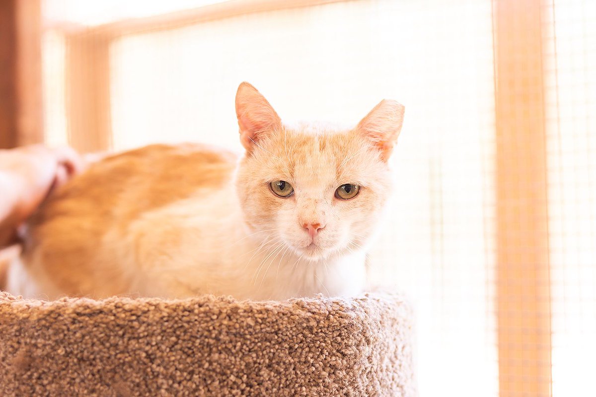 WishesRescue's tweet photo. THEO's roommate Shawnee got adopted and he's sad!! Theo  is a sweet 2yo FIV+ boy who loves people &amp; gets along great with other cats. FIV cats live long happy lives. Do not overlook this cute guy! Fixed, vax'd, wormed &amp; chipped. #Tucson #AdoptDontShop https://t.co/OiRYICxl8C