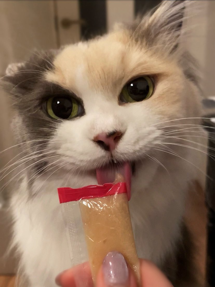 Erin45805941's tweet photo. サーモン味🍣のゼリーおいチぃ〜!!

#保護猫 #猫 #ねこ https://t.co/heDYMWUz0f