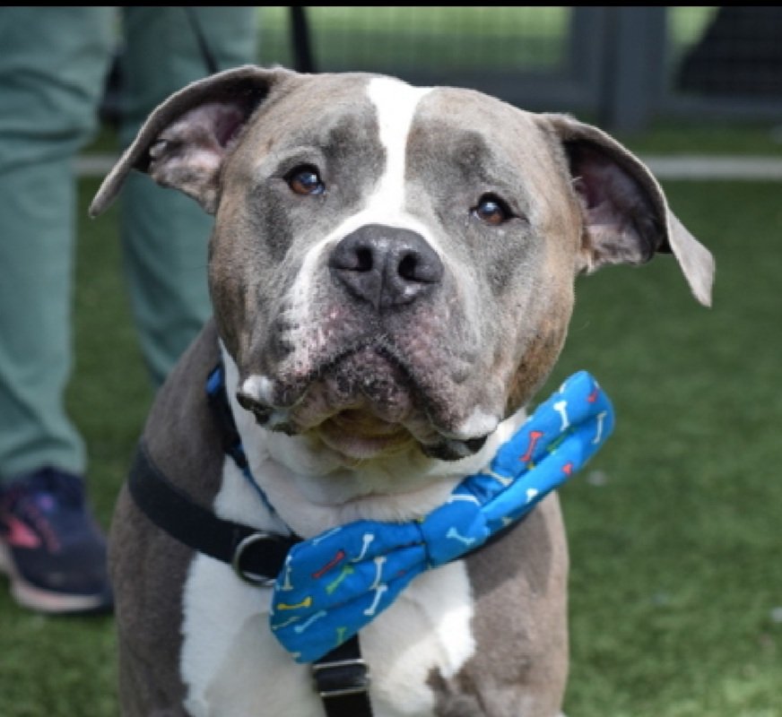 MorgFairsdogs's tweet photo. Sterling 242187
Relisted TBK 6/9
#NYCACC #AdoptMe
Sterling is currently in temp ACC foster 
He is still at risk
https://t.co/joTsTtvgms
#Pledge4Rescue #Foster #adopt https://t.co/szG7fSl4nG