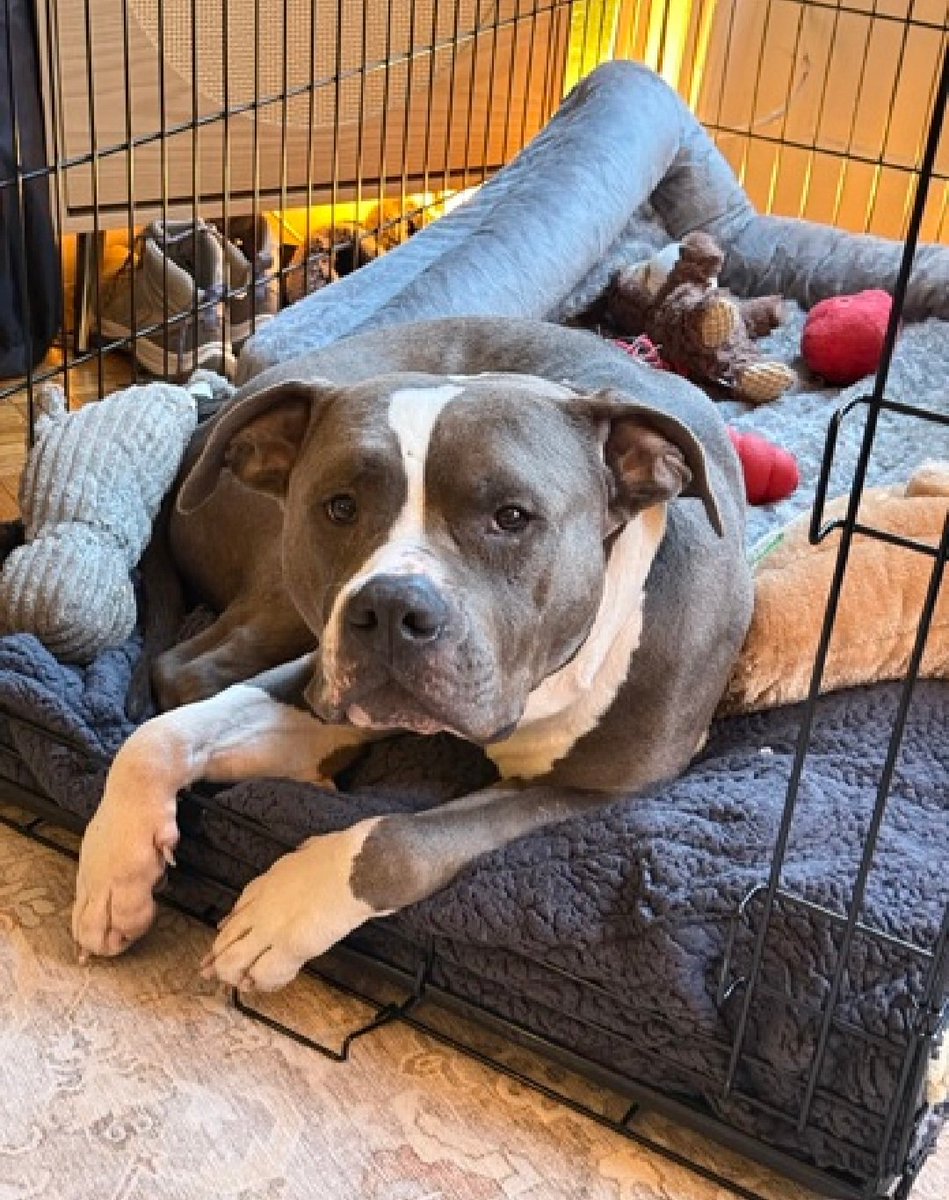 MorgFairsdogs's tweet photo. Sterling 242187
Relisted TBK 6/9
#NYCACC #AdoptMe
Sterling is currently in temp ACC foster 
He is still at risk
https://t.co/joTsTtvgms
#Pledge4Rescue #Foster #adopt https://t.co/szG7fSl4nG