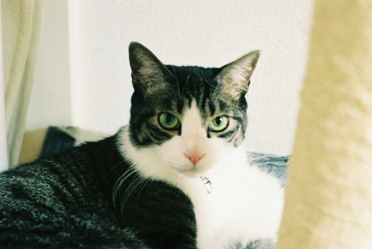 jorianmina's tweet photo. 夫がフィルムカメラで撮ってた猫2の写真が出てきた
日付からすると3歳頃かなー
デジカメやスマホカメラと違って、エモいっすね https://t.co/JLTu7pYwbr