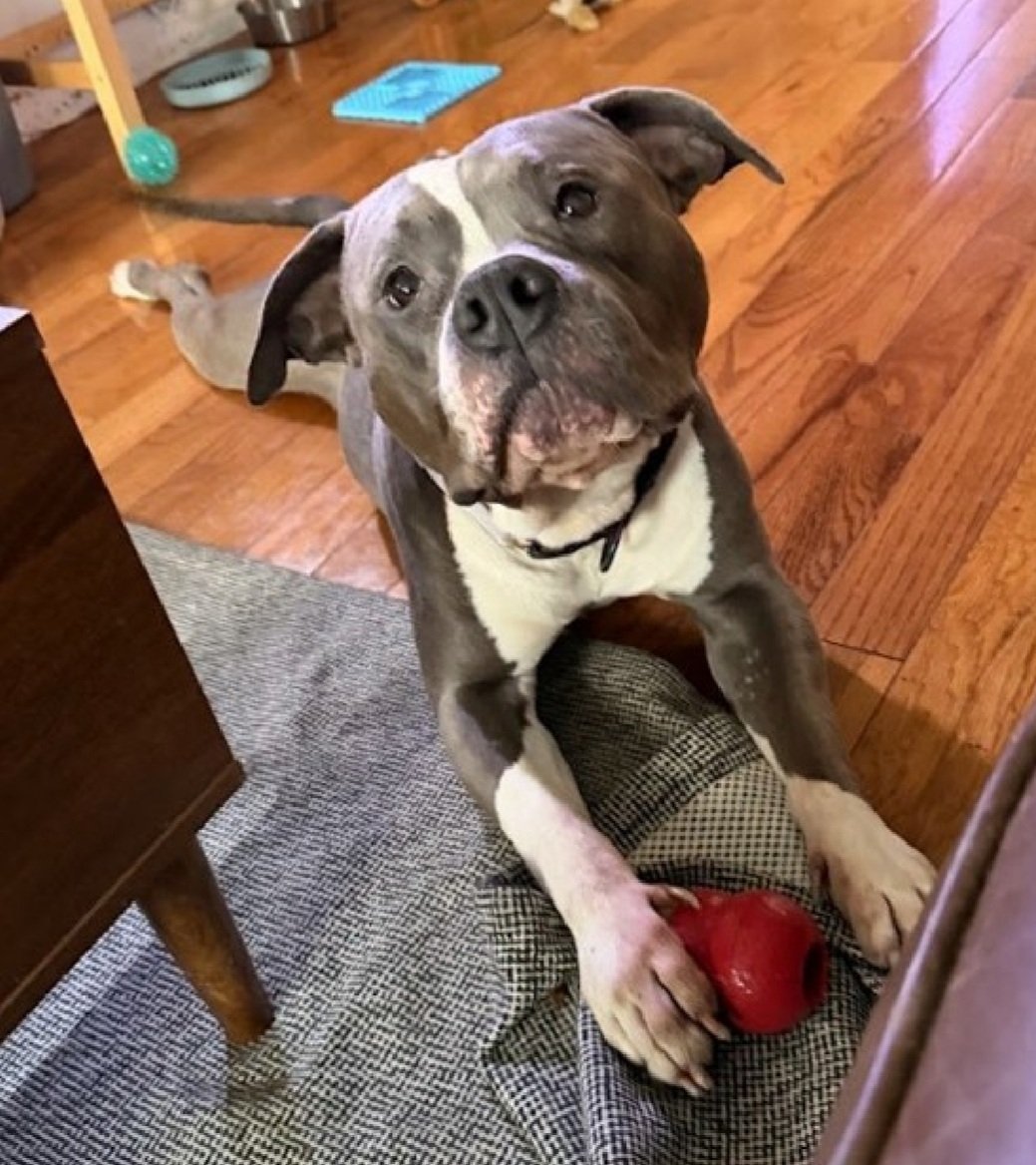 MorgFairsdogs's tweet photo. Sterling 242187
Relisted TBK 6/9
#NYCACC #AdoptMe
Sterling is currently in temp ACC foster 
He is still at risk
https://t.co/joTsTtvgms
#Pledge4Rescue #Foster #adopt https://t.co/szG7fSl4nG