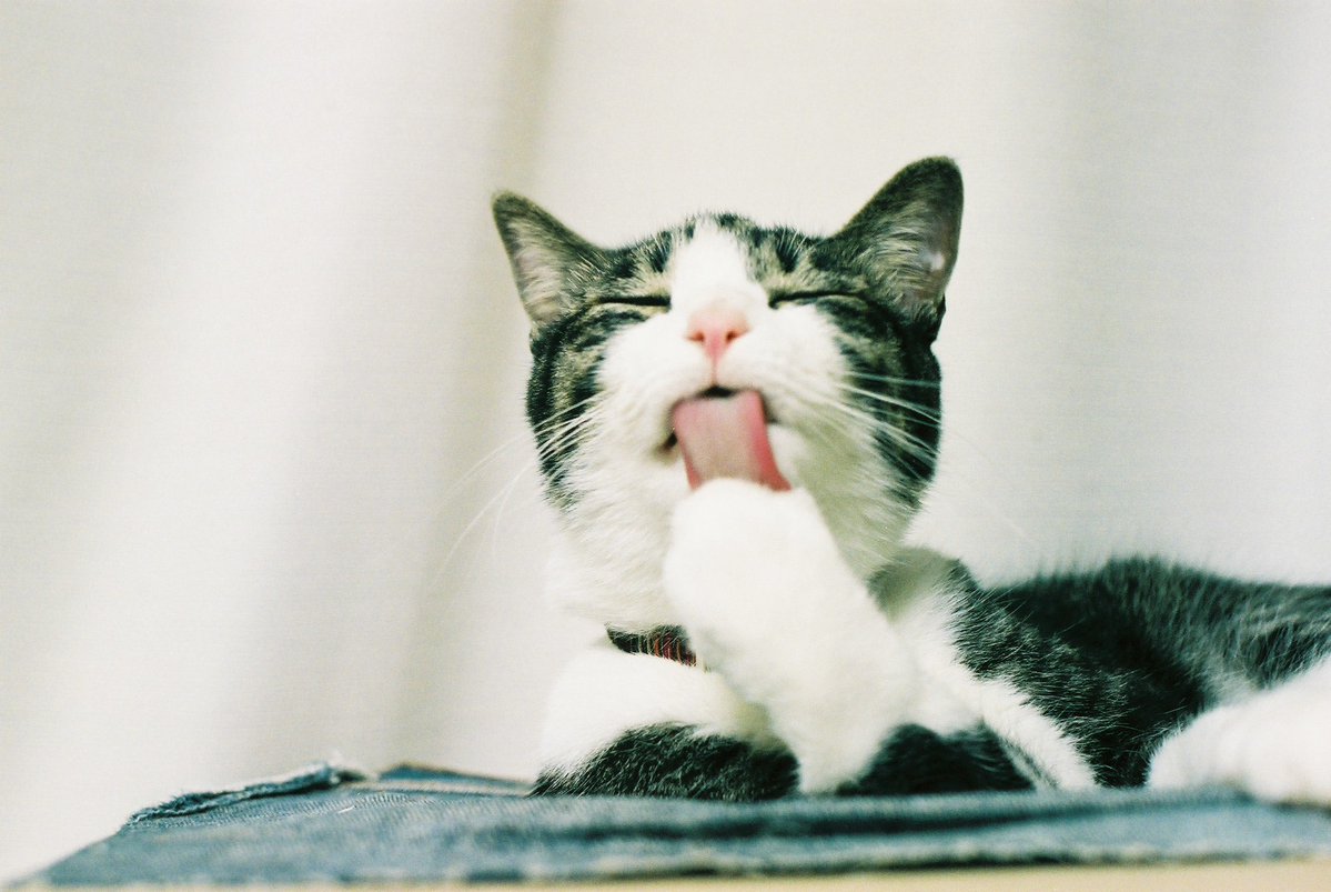 jorianmina's tweet photo. 夫がフィルムカメラで撮ってた猫2の写真が出てきた
日付からすると3歳頃かなー
デジカメやスマホカメラと違って、エモいっすね https://t.co/JLTu7pYwbr