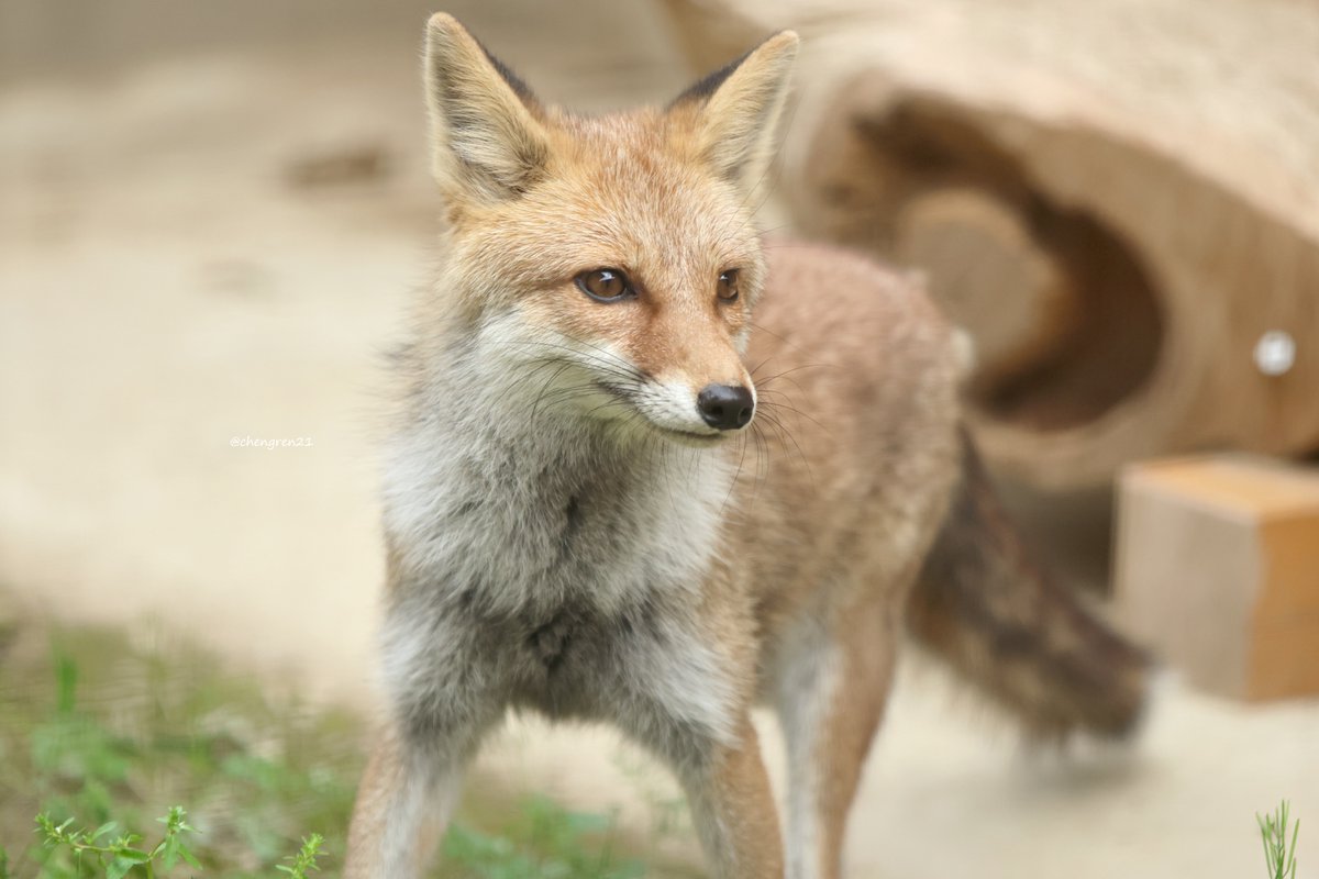 ちょっと力入ってる感じ(ナミ♀) #大内山動物園 #ホンドギツネ
