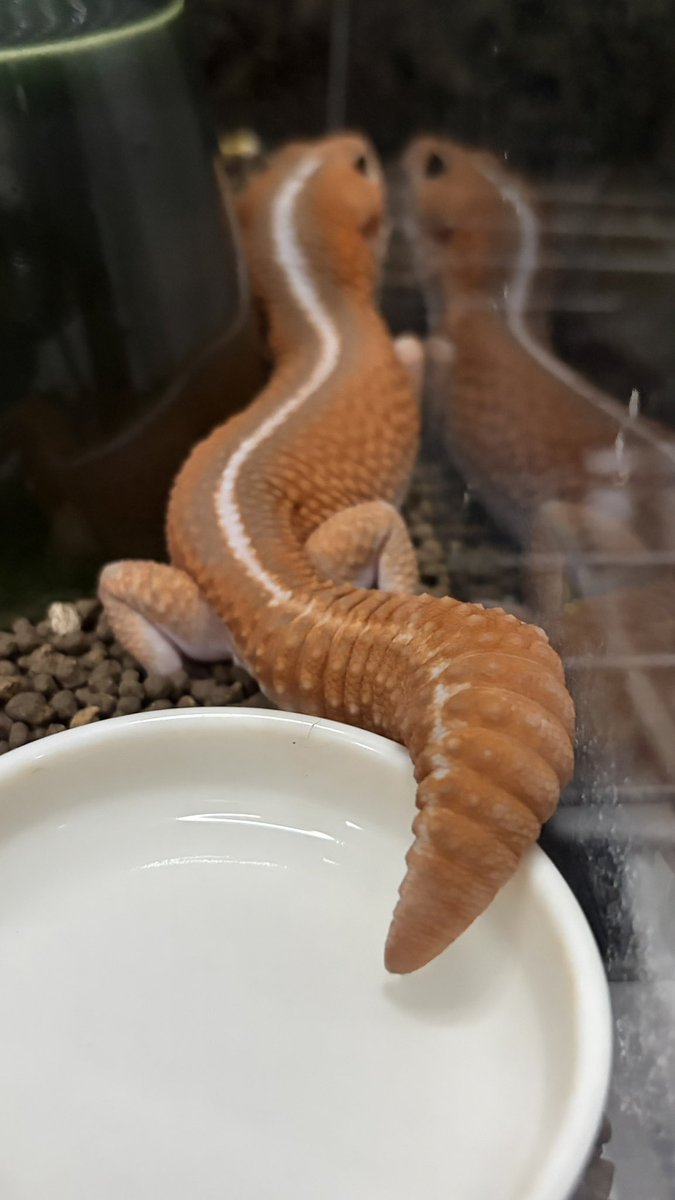 Hachu_GG's tweet photo. おはようございます☁️
しっぽから水分吸収

 める
 #ニシアフリカトカゲモドキ https://t.co/hlff6Ygup3