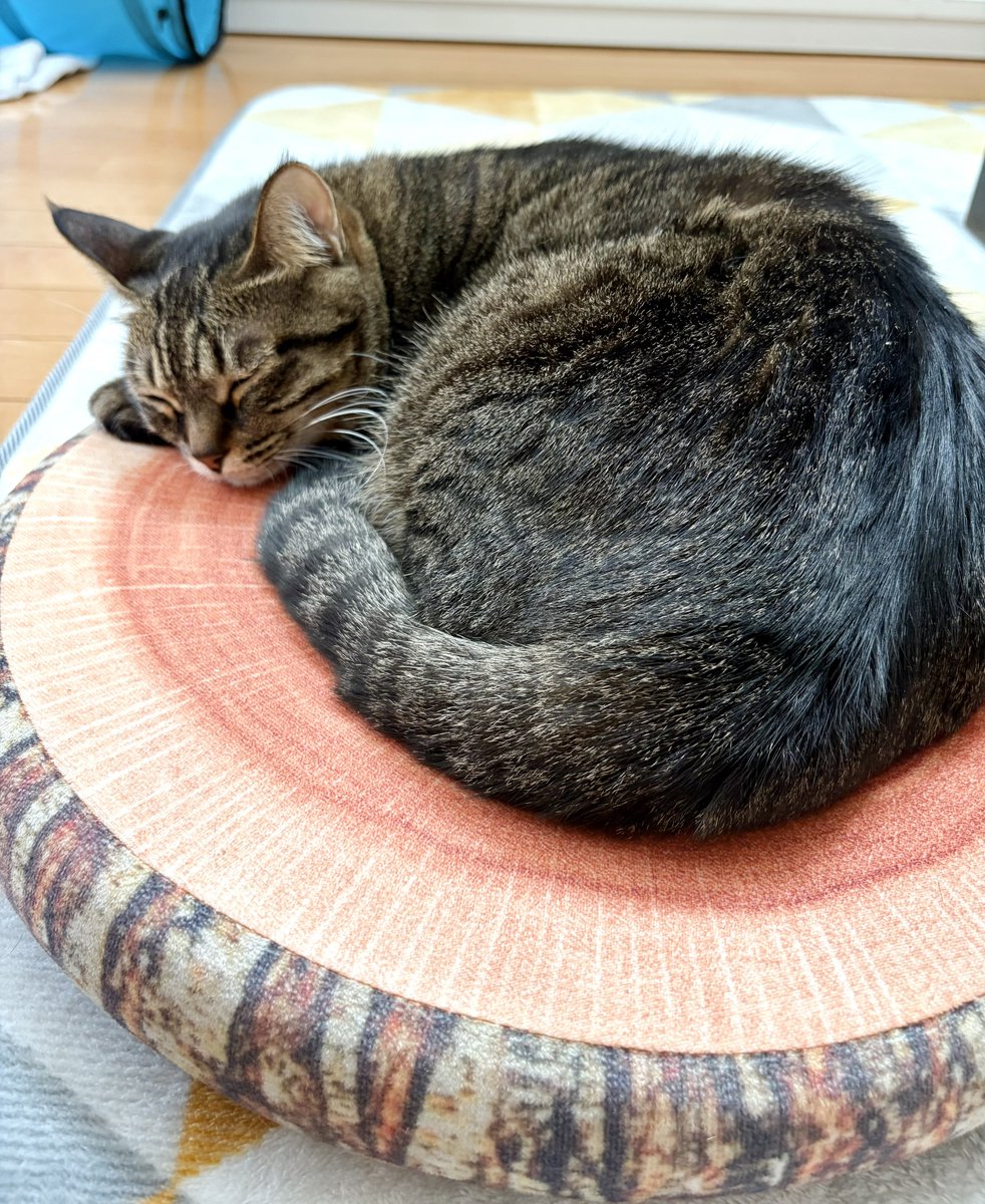 mickaetsuba's tweet photo. 月曜の朝ってなんか眠いにゃんよー

#猫　#猫好きさんと繋がりたい　#キジトラ　#きじとら　#猫のいる暮らし https://t.co/4rRzJksNka