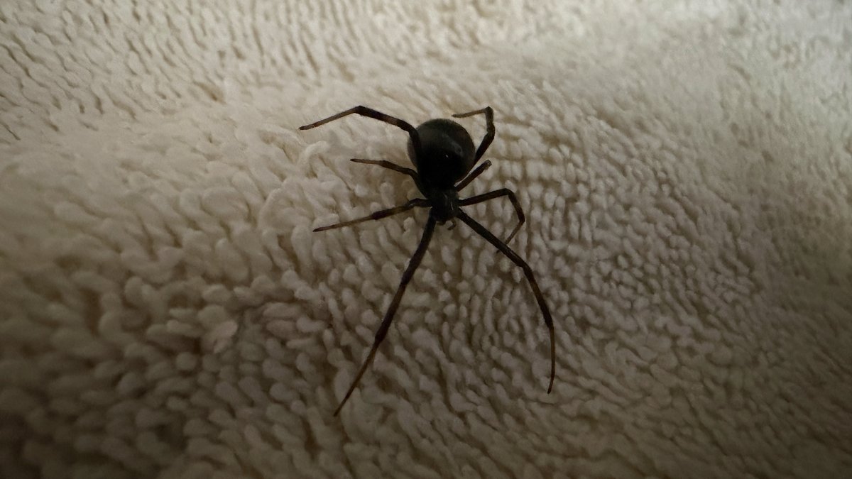 harvardheinous's tweet photo. Got out of the pool at dusk and found latrodectus hesperus creeping across my towel… 😱