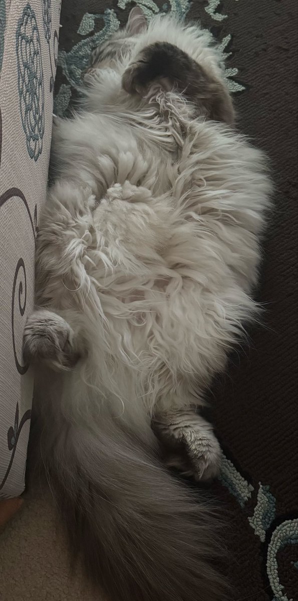 MsMimi_TCB's tweet photo. Hard life. 😸 https://t.co/9mBWCaGgL2