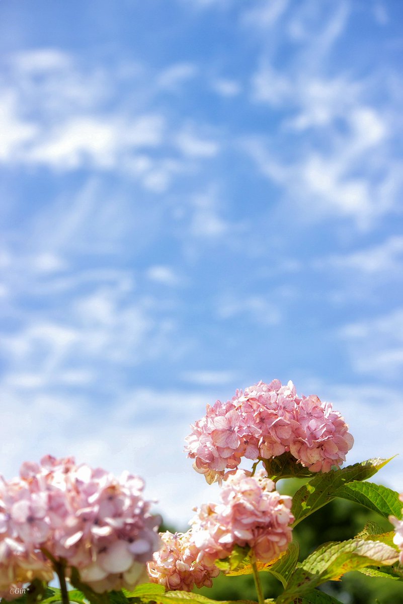 Gin_aaru's tweet photo. おはようございます✩.*˚

誰かが言う嫌な事なんて
もうね、適当に聞いちゃって
「へぇそんなんすねー」ってね。

自分の手で今日も素敵な1日にしようね✨
私が撮る世界** https://t.co/tAls8kHkWn