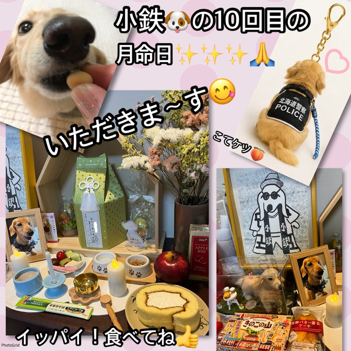 peko6281's tweet photo. 小鉄🐶です‼️
昨日の夜から雨☔☂️
今日は一日中‼️雨☔☂️予報🥺警報級に降るらしいです☔️☔️☔️😱　でも、パトロール❗️時間は止んで無事に終了👣💨💨💨
今日からお母ちゃん❣️2週間の予定で整形外科🏥にお世話になります😢
戻って来たら🤗また、よろしくお願いします🙇‍♂️🙇‍♀️
#こてケツ🍑 https://t.co/pDMyNrDaMi