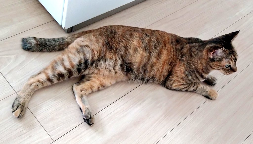 cat285masa's tweet photo. おはようございます☀
今週もよろしくお願いします😼
何故か床ににゃんこさんが落ちてる😻
運動会して疲れた見たいです🙀 https://t.co/BAOTdNUSQD