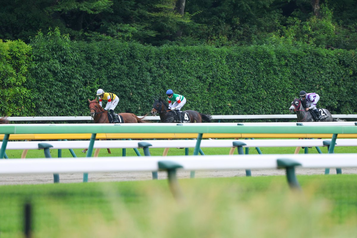 Orfe20122013's tweet photo. Michael Dee🇳🇿🇦🇺 &amp; Evolving🐎
June 7, 2026, TOKYO 9R
THE HONG KONG JOCKEY CLUB TROPHY
2000m, Turf, 3-Year-Olds &amp; Up, Allowance, 9th https://t.co/BtSPtSIb5r