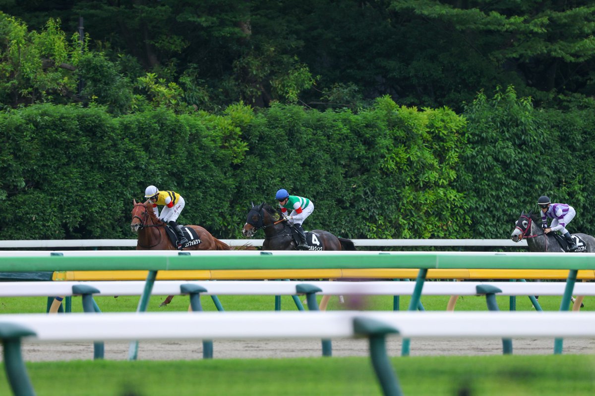 Orfe20122013's tweet photo. Michael Dee🇳🇿🇦🇺 &amp; Evolving🐎
June 7, 2026, TOKYO 9R
THE HONG KONG JOCKEY CLUB TROPHY
2000m, Turf, 3-Year-Olds &amp; Up, Allowance, 9th https://t.co/BtSPtSIb5r