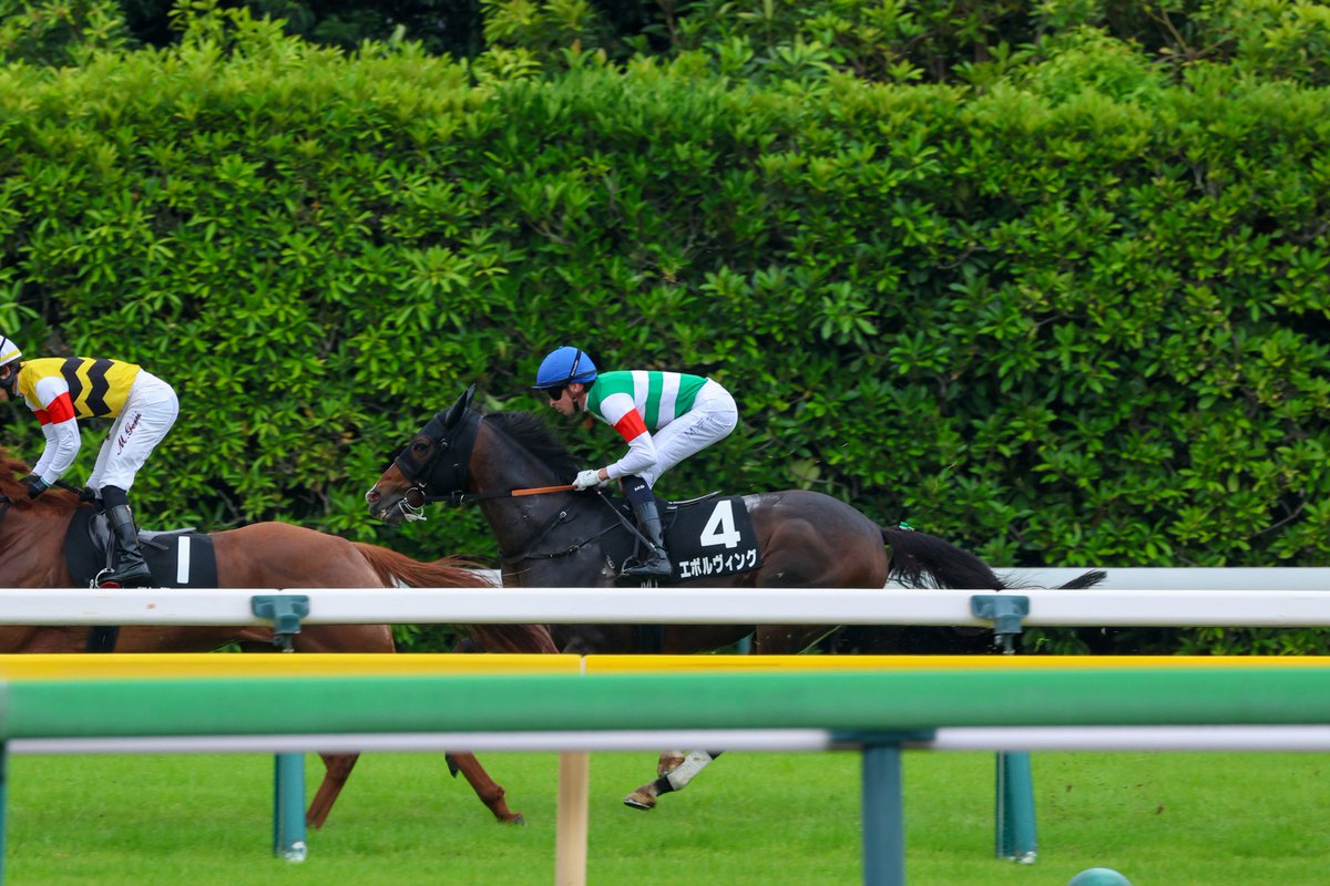 Orfe20122013's tweet photo. Michael Dee🇳🇿🇦🇺 &amp; Evolving🐎
June 7, 2026, TOKYO 9R
THE HONG KONG JOCKEY CLUB TROPHY
2000m, Turf, 3-Year-Olds &amp; Up, Allowance, 9th https://t.co/BtSPtSIb5r
