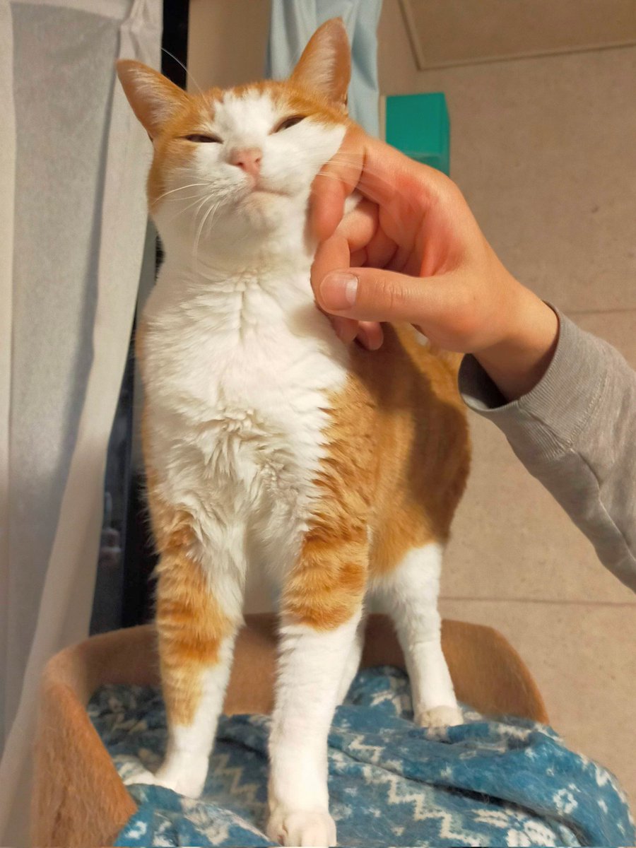 marie_mamachan's tweet photo. 幸せそうな顔みて
#猫のいる暮らし #猫 https://t.co/iM7e3z7NLP