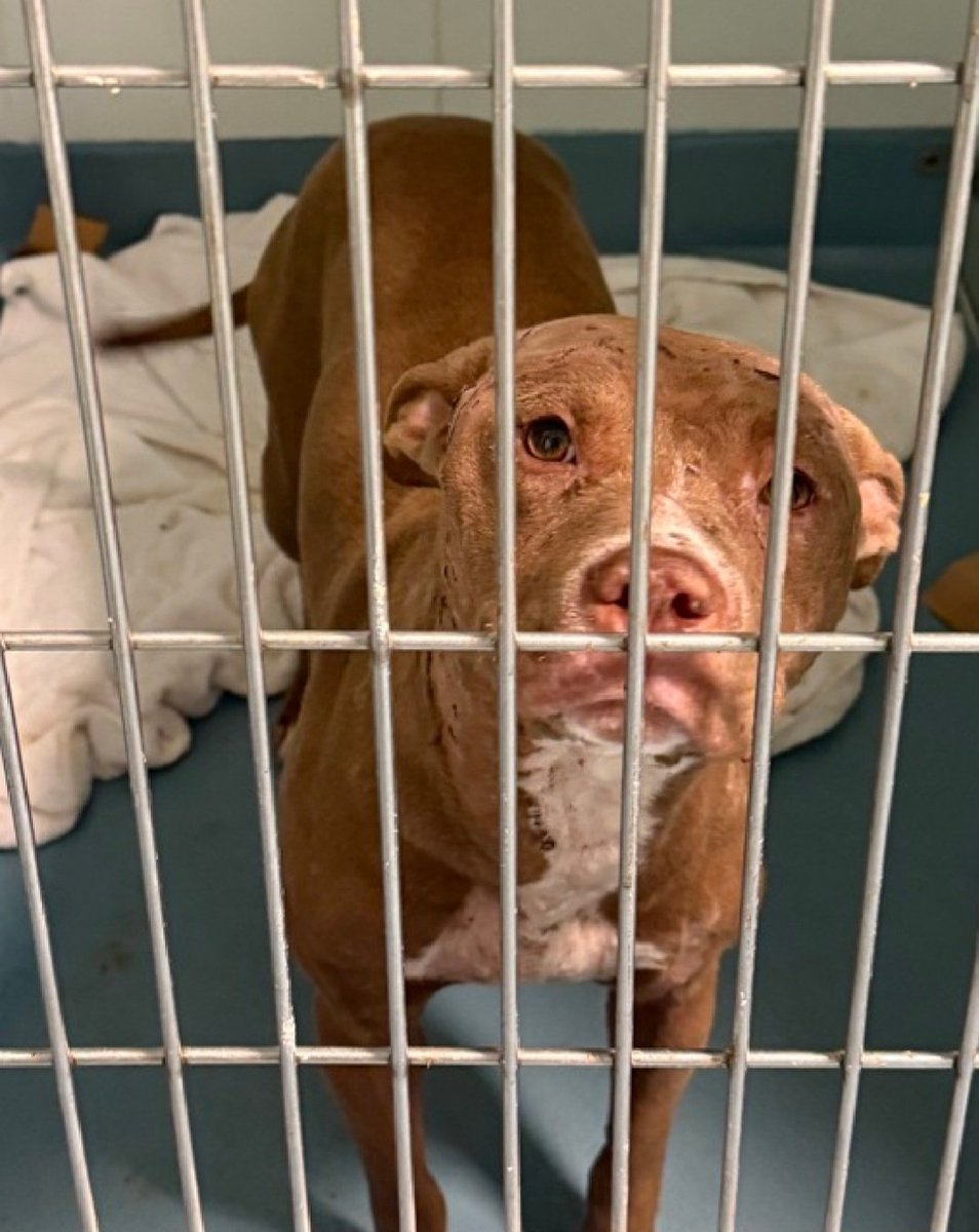 MorgFairsdogs's tweet photo. Foxy 253886
Relisted TBK 6/9
#NYCACC #AdoptMe 
She is a cute 3 yr old
Currently on trial adoption, if returned will go back on list
Social with handlers
Vocalizes for prolonged periods while on walks
High level of arousal
Needs exp home
Help save Foxy!
https://t.co/PSm89MNZO5
#Pledge4Rescue #foster #adopt