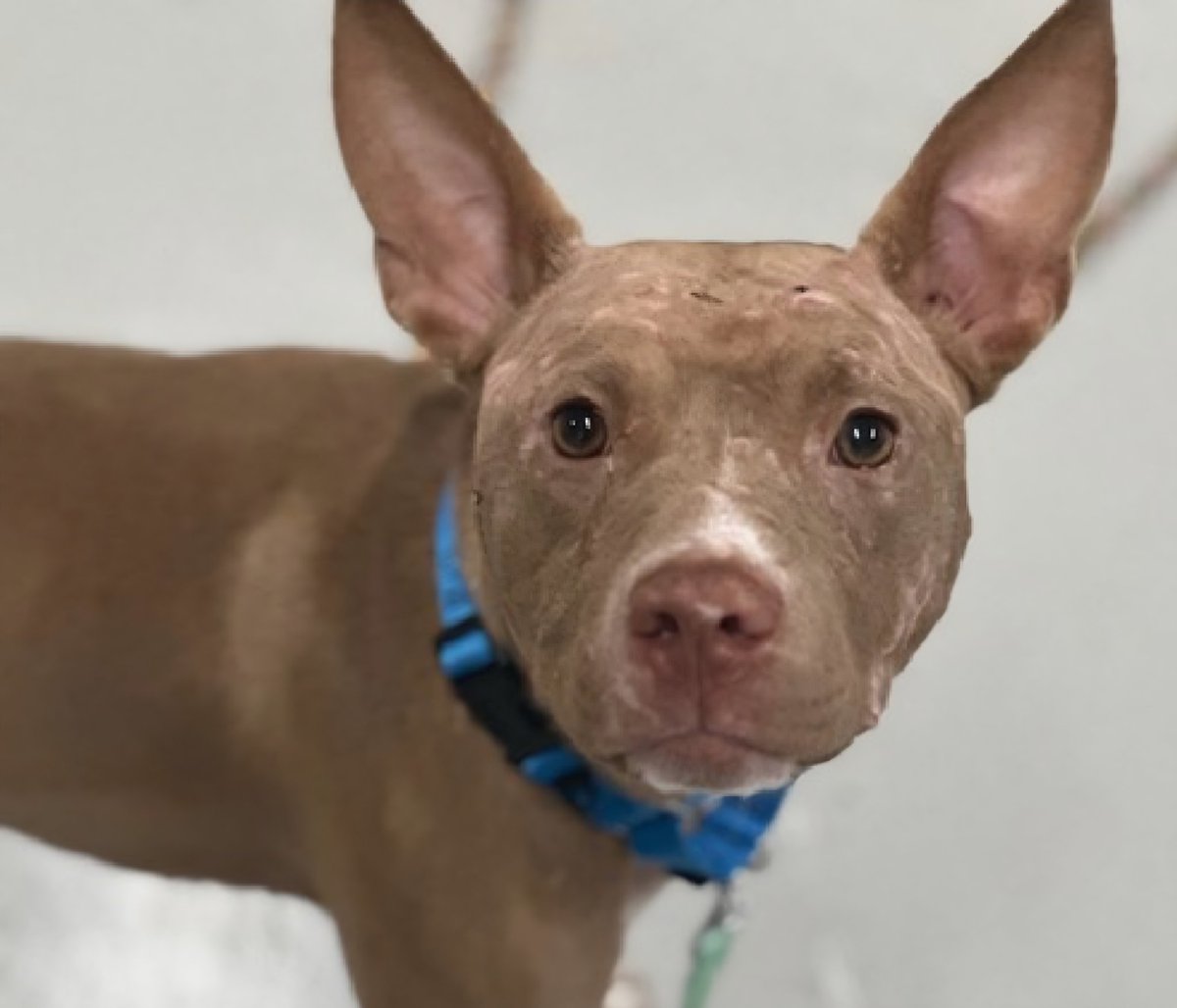 MorgFairsdogs's tweet photo. Foxy 253886
Relisted TBK 6/9
#NYCACC #AdoptMe 
She is a cute 3 yr old
Currently on trial adoption, if returned will go back on list
Social with handlers
Vocalizes for prolonged periods while on walks
High level of arousal
Needs exp home
Help save Foxy!
https://t.co/PSm89MNZO5
#Pledge4Rescue #foster #adopt