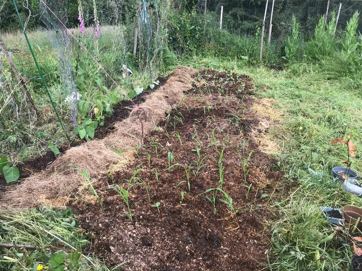 0_ody's tweet photo. No dig method of planting: cut weeds down, cover with straw, add rotted stable empty, plant: https://t.co/9Hh7QIE6RC