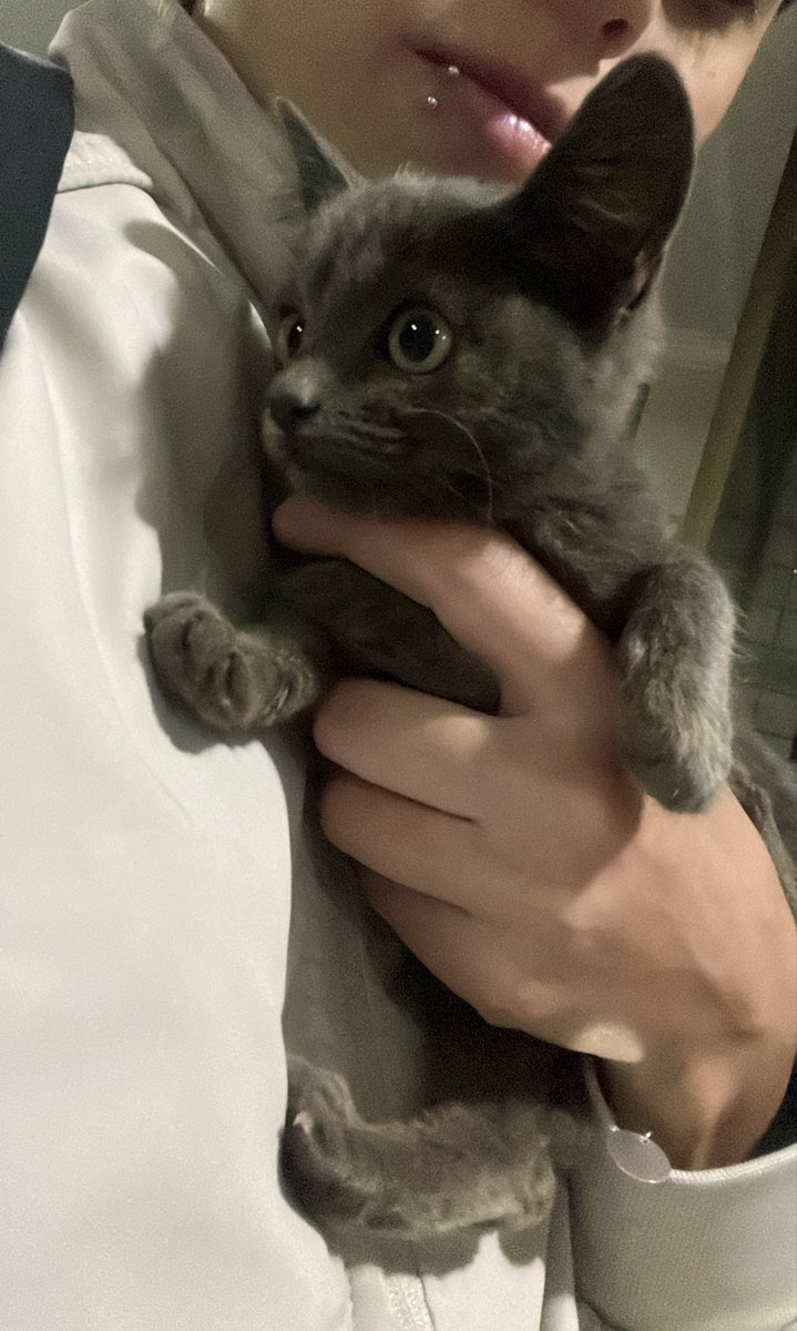 barcelvs's tweet photo. alguém quer um gato macho de 2 meses bh mg https://t.co/EbSnVtz9ap