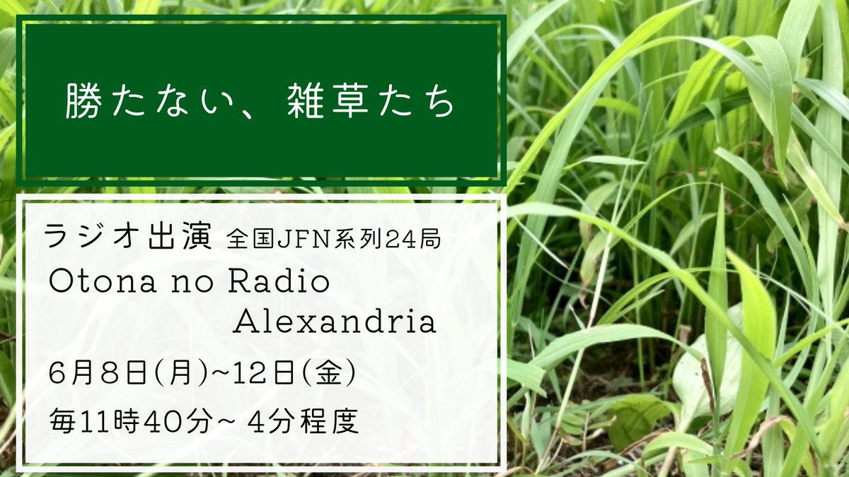 zassononbiri's tweet photo. 【ラジオ出演】
🌱勝たない、雑草たち「真正面から戦わない」

"強い"イメージのある雑草たち。
でもほかの植物に勝ち続けていたわけではありません。
雑草たちのすこし不思議な物語。

🌿6月8日（月）〜12日（金）
🌿11時40分〜約4分間
🌿番組 Otona no Radio ALEXANDRIA（@alexinterfm） #alexjfn https://t.co/ZdXMQ7p90x