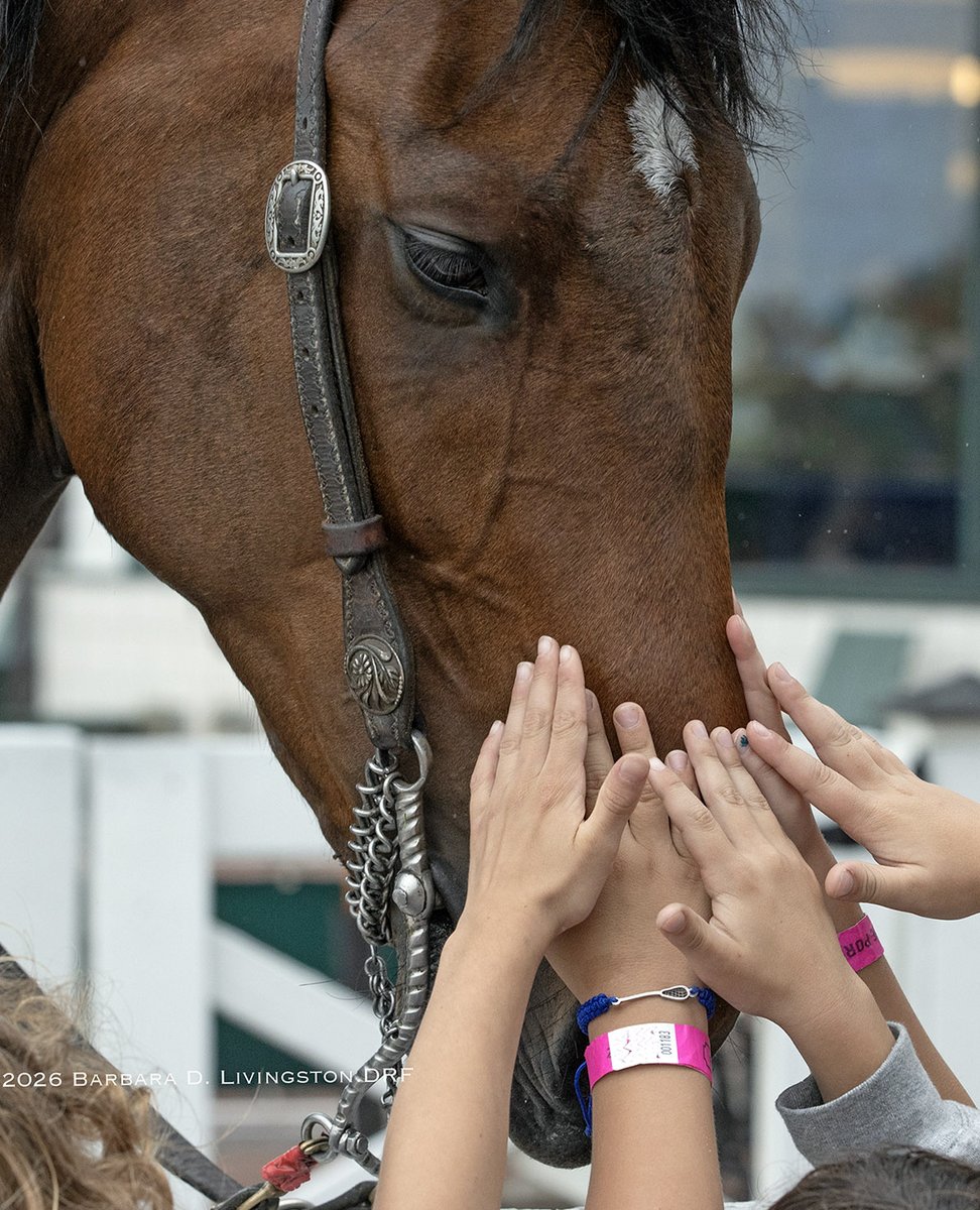 DRFLivingston's tweet photo. Between races at Saratoga it's pony-petting time, such as with this handsome and very kind pony, JB. https://t.co/ab1U6v1uN0