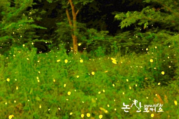 kt114's tweet photo. 어둠 속에서 오정근 회장님이 넌지시 건넨 “반딧불이는 정직합니다. 아주 조금만 오염되어도 뒤도 안 돌아보고 떠나거든요”라는 말이 귓가에 맴돕니다. 이 정직하고 소중한 불빛이 논산의 밤하늘을 넘어 대한민국 전체의 천연기념물로 당당히 이름을 올릴 때까지, https://t.co/uQGqoXEskL https://t.co/gkf4tuHoJ4