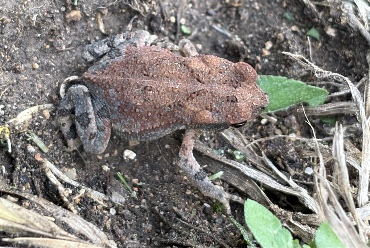 Mermaiden22's tweet photo. Lil Gulf Coast Toads hopping in the yard #Glimmers #toads https://t.co/09VTGfx1VD
