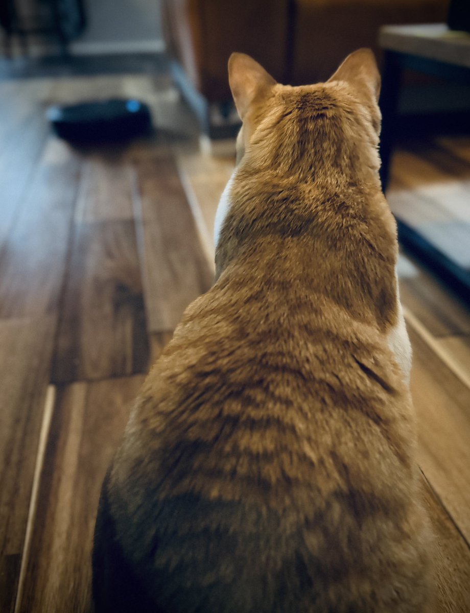 terusuke_cs's tweet photo. 妻と息子が猫アレルギーなので掃除機ロボット導入🧹
ちゃんと春雄が見守ってくれてます🐈

#カウンセリングサービス、#福野てるすけ、#猫の居る暮らし、#保護猫、#ロボット掃除機って最近は安くなったのね https://t.co/CjP99pTBAg