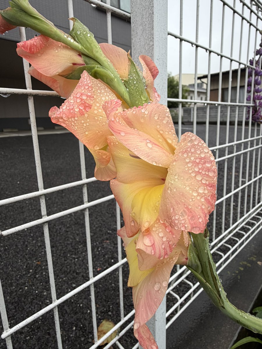 mint51504337's tweet photo. おはようございます☺️
週末はじゃがいもやにんにくの収穫や、スイートピーなど枯れた春のお花の撤去作業をしていました。

早速じゃがバターやチーズじゃが等、おいしくいただきました😋

新たにつるむらさき、エゴマなどの苗も植えて🌱
夏野菜の収穫も楽しみです🍅🥒🍆 https://t.co/bU6AWglSYV