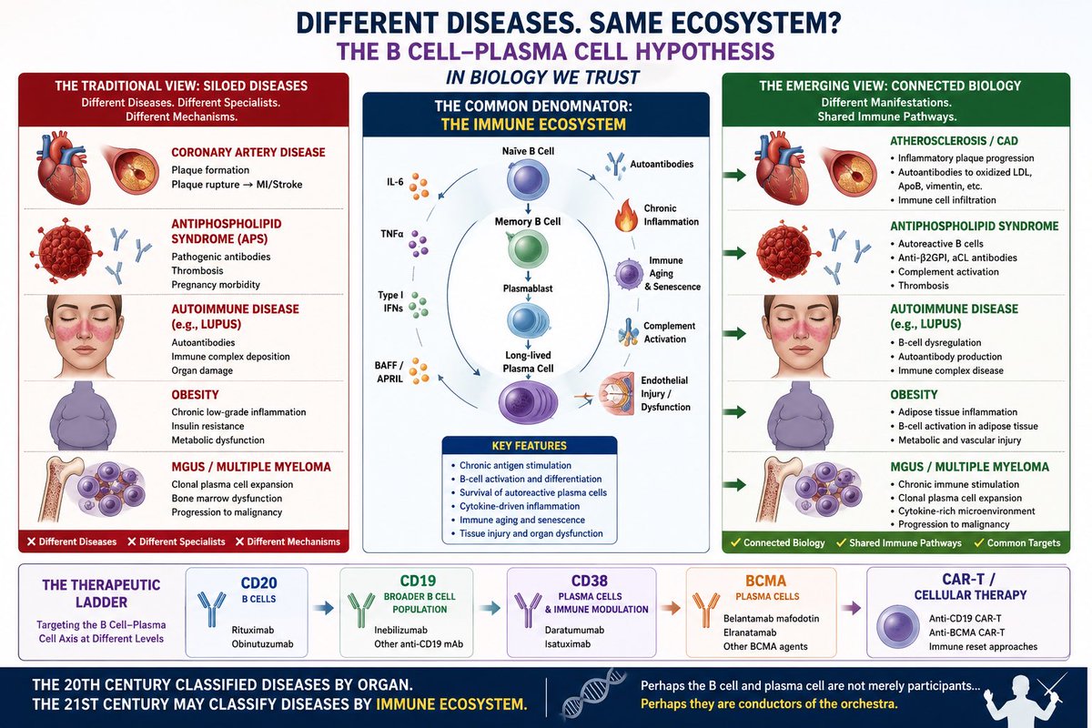 HenrychihangFu1's tweet photo. For 100 years we classified disease by organ.

Perhaps the next era will classify disease by immune ecosystem.

What if CAD, APS, lupus, obesity, MGUS, and myeloma are not completely separate diseases?

Different organs.
Different specialists.
Different textbooks.

Yet many share:

🧬 B-cell activation
🧬 Plasma cells
🧬 Autoantibodies
🧬 Chronic inflammation
🧬 Immune aging
🧬 Senescence

The therapeutic ladder is already emerging:

CD20 → CD19 → CD38 → BCMA → CAR-T

Are we treating different diseases…

or different manifestations of a dysregulated immune ecosystem?

Not a conclusion.

Not medical advice.

Just a hypothesis connecting observations across cardiology, rheumatology, immunology, hematology, oncology, and aging biology.

In biology we trust. 🧬

👇 More to see in the figure.

#Immunology #MultipleMyeloma #CAR-T #Autoimmunity #APS #MGUS #CardioOncology #Aging