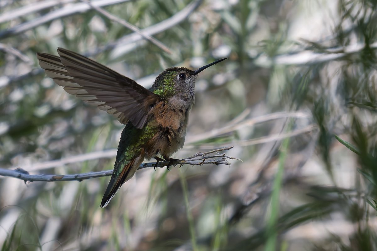 RealMarkJohnsen's tweet photo. Photo of the day from Mt. Charleston near Las Vegas, NV.

Even at rest, there is no rest. This Broad-tailed Hummingbird is keeping its wings spun up and ready for takeoff. https://t.co/ktCBZIoFzW
