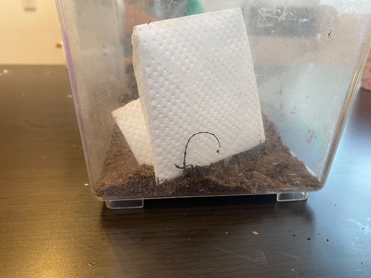 eggmoai_08's tweet photo. 長女が幼稚園にムシを持っていきたいと言います。生き物を持ち寄るのが流行っているんだそうで。しかし、現状ウチにはルリクワかコブヤハズぐらいしか生体は居ません。
（コブを持っていきました😅）

ごめんなあ、父ちゃん、ヘラクレスオオカブトとかメタリフェルホソアカクワガタとか飼ってなくて… https://t.co/zJUUH1zsYc