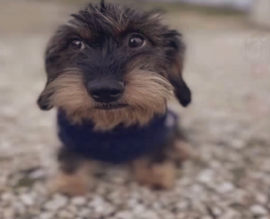 RalseiDel1arune's tweet photo. Kane Parsons becomes the youngest dog.

"Arf Arf"

He is 20 seconds old. https://t.co/Jeekhel3Jk