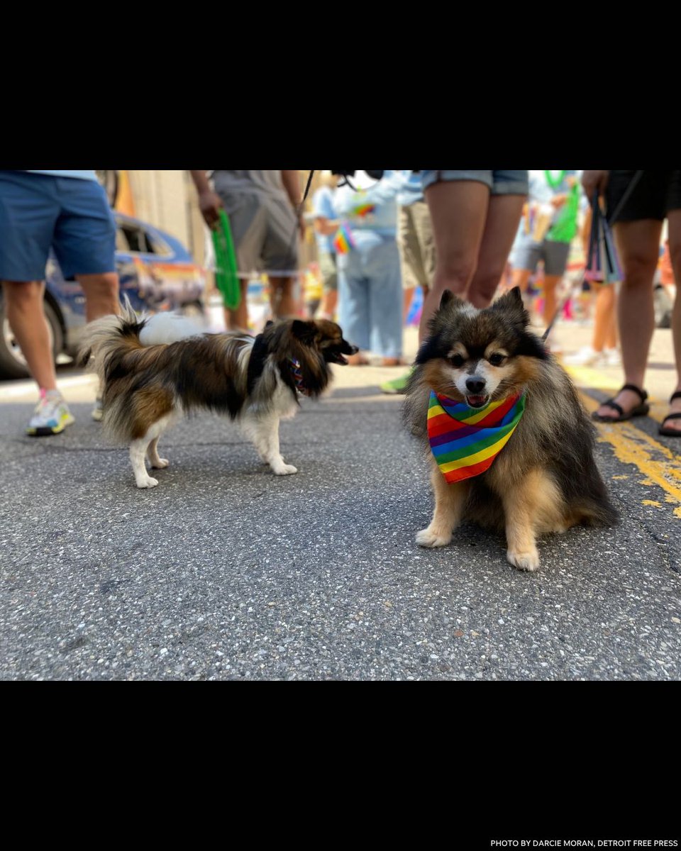 freep's tweet photo. From queer community members to allies and from furries to real dogs, people of all walks of life marked Motor City Pride in 2026.
📸 Photos by Darcie Moran, Detroit Free Press
https://t.co/kH5koSCJSo https://t.co/FLKkIdx3Dt