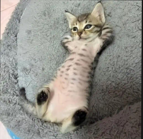 tatucarreando's tweet photo. relax https://t.co/qGn09N4sWv