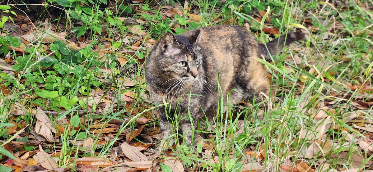 関門ねこ🌉🐈️
