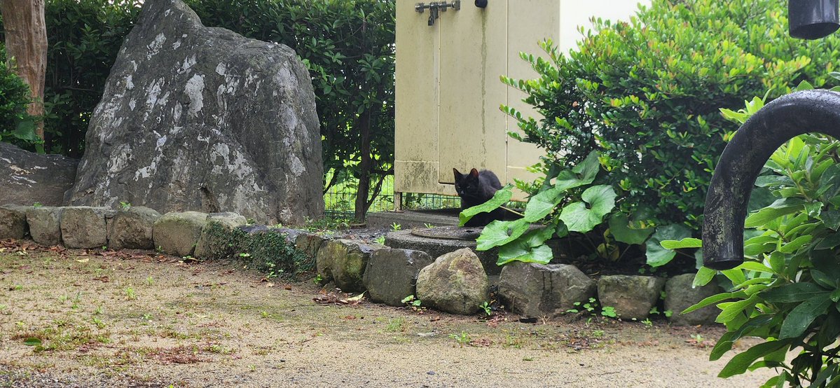 緑の木と三毛猫さん2 関門ねこ🌉🐈️