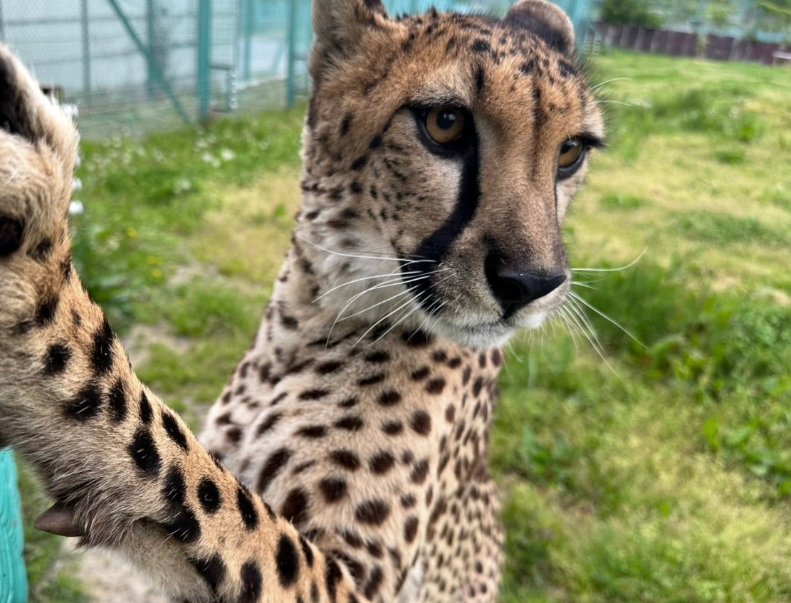 iwatesafari's tweet photo. 今日はチーター『クレア』ちゃんの5才の
お誕生日です🎉
たくさんの方にお祝いして頂き、
幸せなお誕生日を迎えられて良かったね🥰
今年も元気いっぱいに過ごしてね！

＃岩手サファリパーク　＃チーター　＃Cheetah　＃クレア　＃お誕生日　＃おめでとう　＃５才　＃まだまだわんぱく娘 https://t.co/3mYZcpGXA8