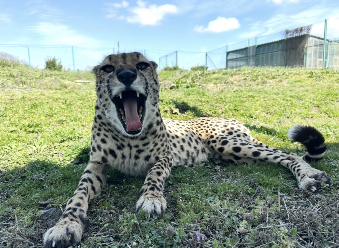 iwatesafari's tweet photo. 今日はチーター『クレア』ちゃんの5才の
お誕生日です🎉
たくさんの方にお祝いして頂き、
幸せなお誕生日を迎えられて良かったね🥰
今年も元気いっぱいに過ごしてね！

＃岩手サファリパーク　＃チーター　＃Cheetah　＃クレア　＃お誕生日　＃おめでとう　＃５才　＃まだまだわんぱく娘 https://t.co/3mYZcpGXA8
