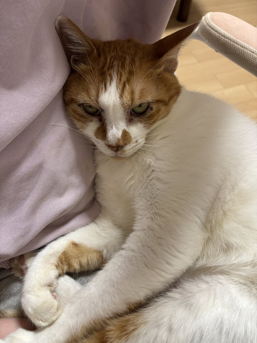 猫を飼えたアカウント (@nekoyashinau) / Posts / X