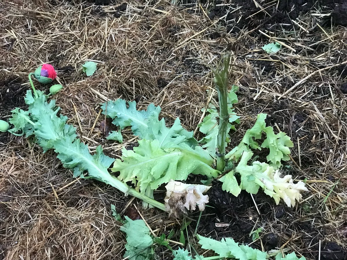 0_ody's tweet photo. Beautiful Poppy murdered by Bambi: https://t.co/8KrbuHa1Zv