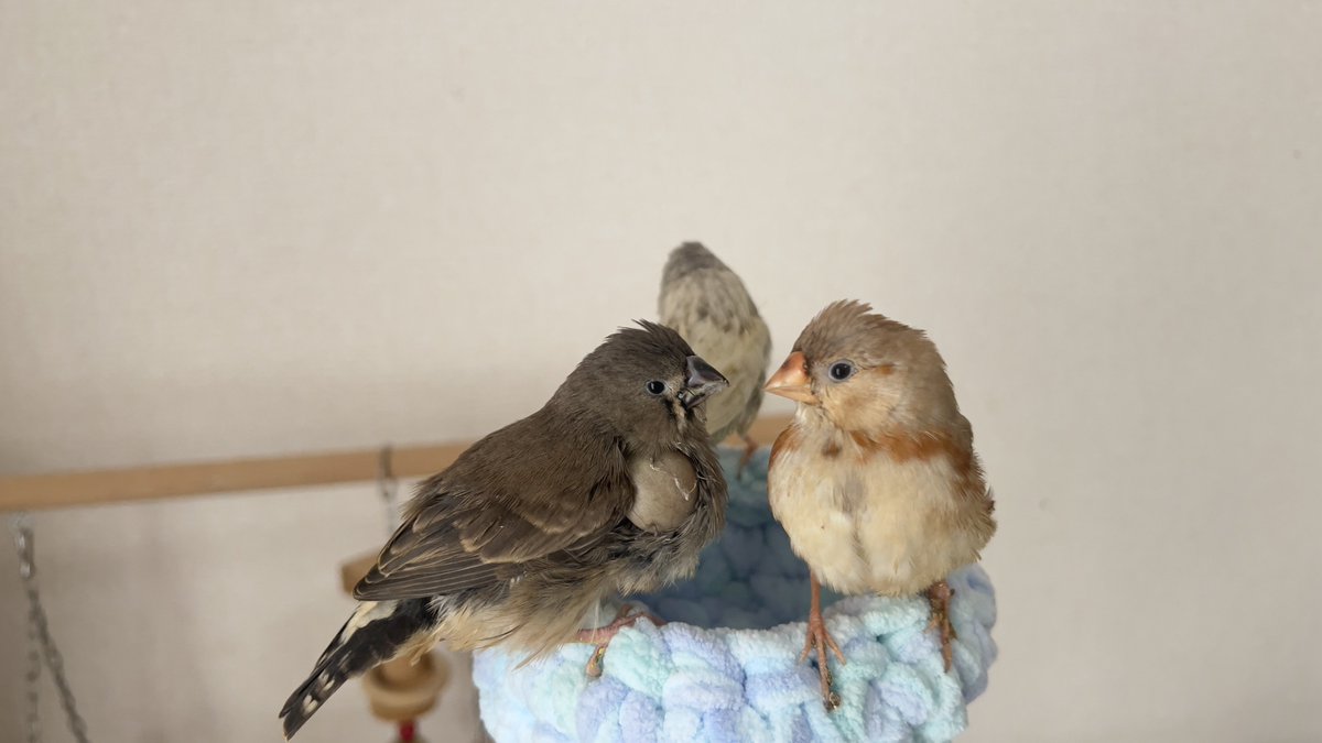 がま口ショップ ハミングバード (@hummingbird0422) / Posts / X